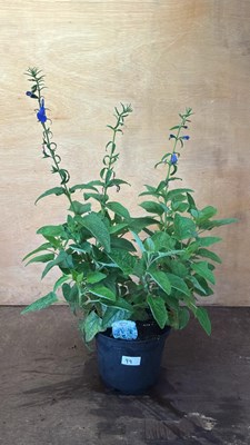 Lot 1099 - Large hardy Salvia -‘Patio Dark Blue’