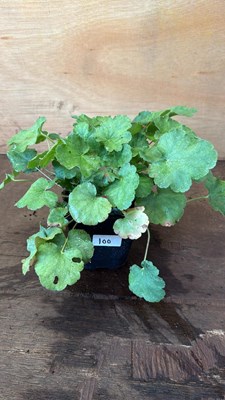 Lot 1100 - Heuchera -‘Coral Forest - Scarlet’