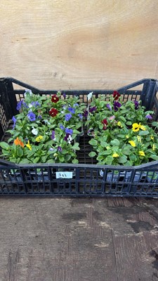 Lot 1101 - 4 packs in a crate of 6 pack Violas