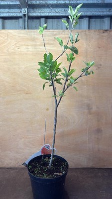 Lot 1102 - Dwarf Apple tree -‘Elstar’