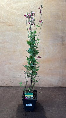 Lot 1103 - Hardy Salvia -‘Cherry Lips’