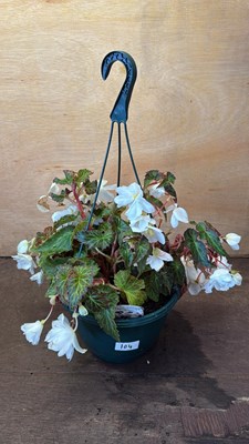 Lot 1104 - White Begonia hanging pot