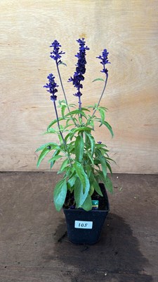 Lot 1105 - Saliva -‘Farina - Blue’