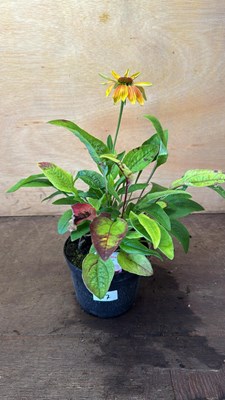 Lot 1107 - Echinacea -‘Prairie Blaze - Orange Sunset’