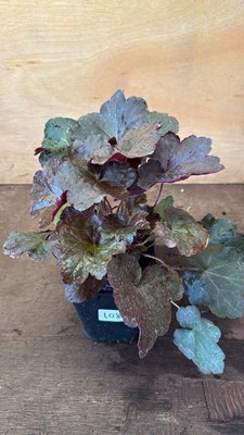 Lot 1108 - Heuchera -‘Palace purple’