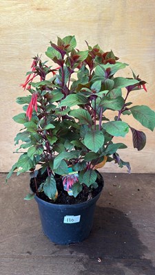 Lot 1110 - Large Fuchsia -‘Koralle’