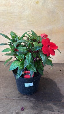 Lot 1111 - New Guinea Impatiens -‘Sonic Deep Scarlet’
