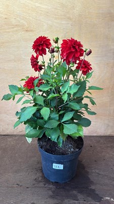 Lot 1112 - Large Red Dahlia