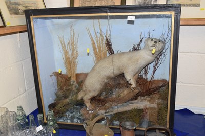 Lot 17 - An antique taxidermy otter set in naturalistic...