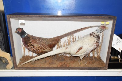 Lot 35 - A pair of taxidermy cock pheasants in glass...