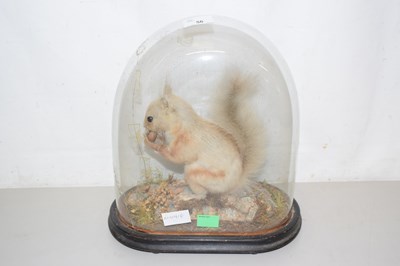 Lot 56 - A Victorian taxidermy squirrel under glass...