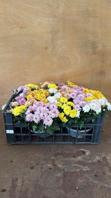Lot 1 - Crate of 4 bowls of Chrysanthemums