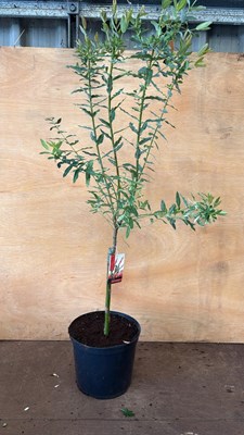 Lot 2 - Standard Pink Salix -‘Flamingo tree’