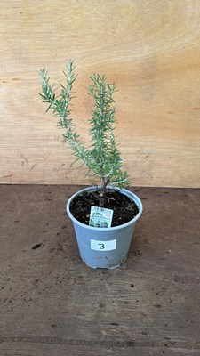 Lot 3 - Rosemary