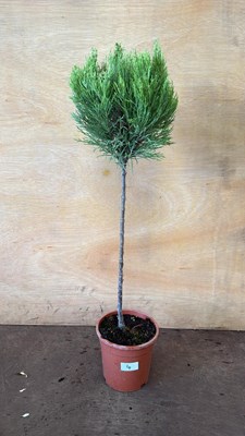 Lot 4 - Standard Conifer