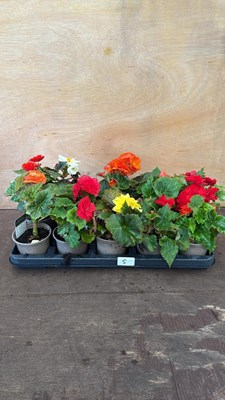 Lot 5 - Tray of 10 mixed begonias