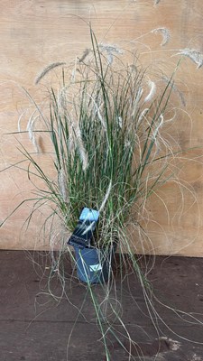 Lot 6 - Grass -‘Pennisetum Hameln’
