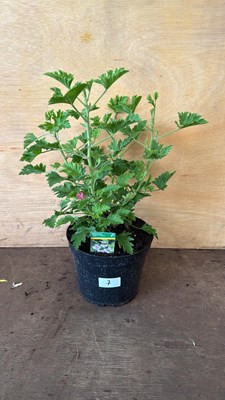 Lot 7 - Scented leafed Geranium -‘Lemon’