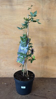 Lot 9 - Passionflower -‘Damsels delight’