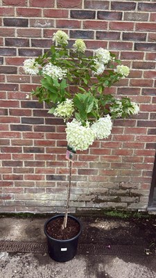 Lot 10 - Large Standard Hydrangea Paniculata -‘Limelight’