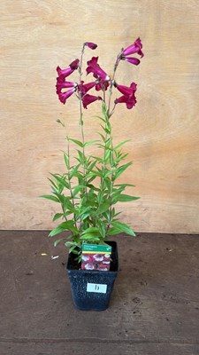 Lot 11 - Penstemon -‘Amelia Jayne’