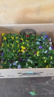 Lot 12 - Box of 4 packs of mixed Violas - 6 in a pack