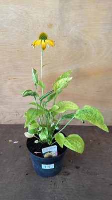 Lot 13 - Echinacea -‘Prairie Blaze Golden Yellow’