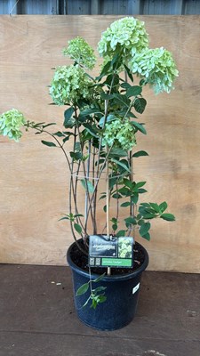 Lot 14 - Large Paniculata Hydrangea -‘Limelight’