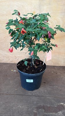 Lot 15 - Patio Abutilon