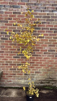 Lot 16 - Golden Maple Tree