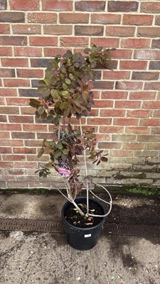 Lot 17 - Continus -Smoke bush -‘Royal purple’