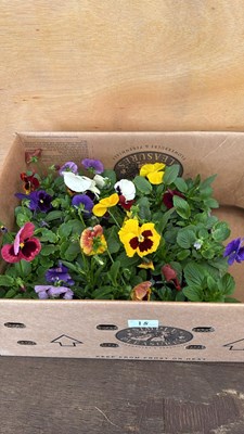 Lot 18 - Box of 4 packs of mixed Pansies - 6 in a pack
