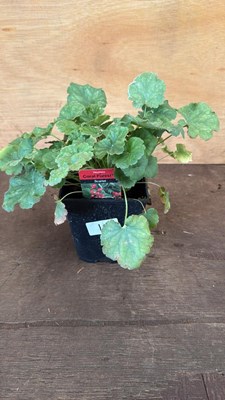 Lot 19 - Heuchera -‘Coral Forest - Scarlet’
