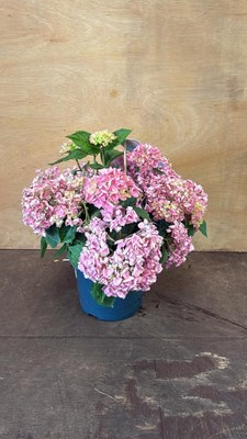Lot 20 - Pink Hydrangea
