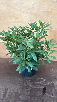 Lot 21 - Large Dark Red Rhododendron