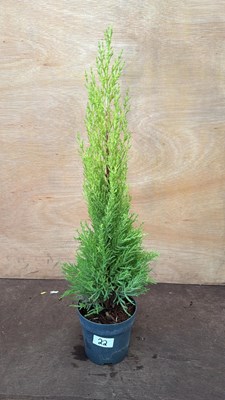Lot 22 - Goldcrest