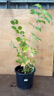 Lot 23 - Cornus -‘Magic Flame’