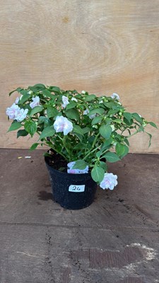 Lot 24 - Impatiens -‘Glimmer Apple Blossom’