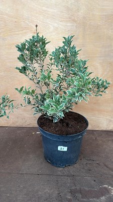 Lot 25 - variegated osmanthus