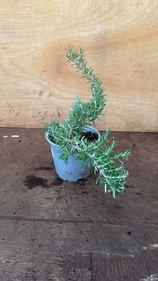Lot 26 - Rosemary