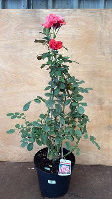 Lot 27 - Climbing rose -‘Galway Bay’