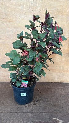 Lot 28 - Large Fuchsia -‘Koralle’