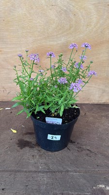 Lot 29 - Iberis -‘Mermaid Lavender’