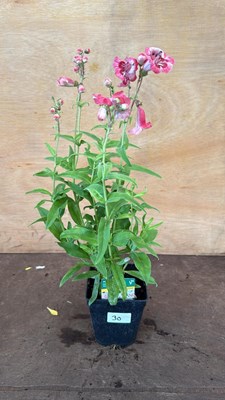 Lot 30 - Penstemon -‘Ice cream - Strawberries and cream’