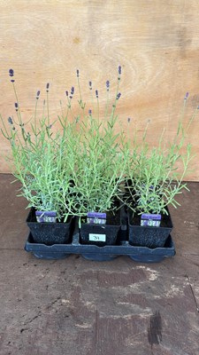Lot 31 - Tray of 6 Blue Lavender