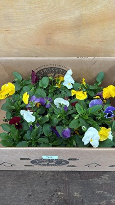 Lot 32 - Box of 4 mixed packs of Pansies - 6 in a pack