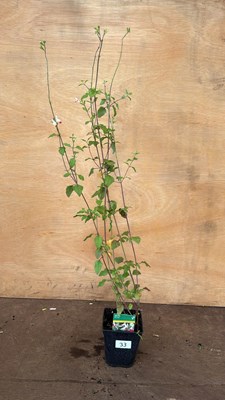 Lot 33 - Hardy Salvia -‘Hot lips’