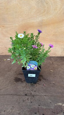 Lot 34 - Aster -‘Alpha universe’