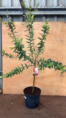 Lot 35 - Standard Salix -‘Pink Flamingo’