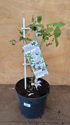 Lot 36 - Clematis -‘Compact and easy Lila’